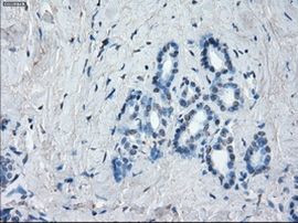 POR Antibody in Immunohistochemistry (Paraffin) (IHC (P))