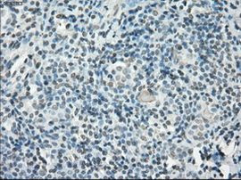 POR Antibody in Immunohistochemistry (Paraffin) (IHC (P))