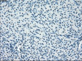 POR Antibody in Immunohistochemistry (Paraffin) (IHC (P))