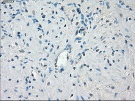 POR Antibody in Immunohistochemistry (Paraffin) (IHC (P))