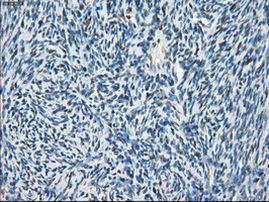 POR Antibody in Immunohistochemistry (Paraffin) (IHC (P))