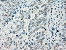 POR Antibody in Immunohistochemistry (Paraffin) (IHC (P))