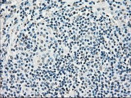 POR Antibody in Immunohistochemistry (Paraffin) (IHC (P))