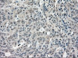 POR Antibody in Immunohistochemistry (Paraffin) (IHC (P))