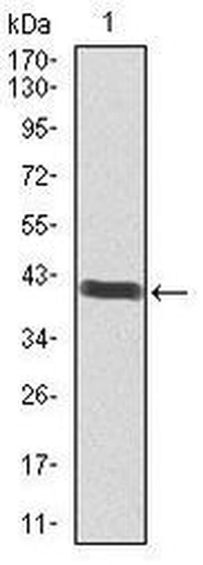 POU3F2 Antibody in Western Blot (WB)