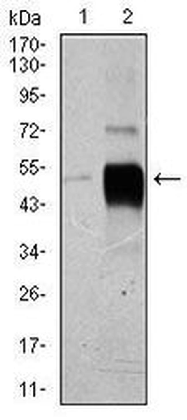 POU3F2 Antibody in Western Blot (WB)