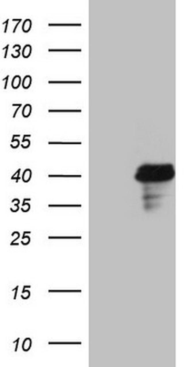 POU4F3 Antibody in Western Blot (WB)