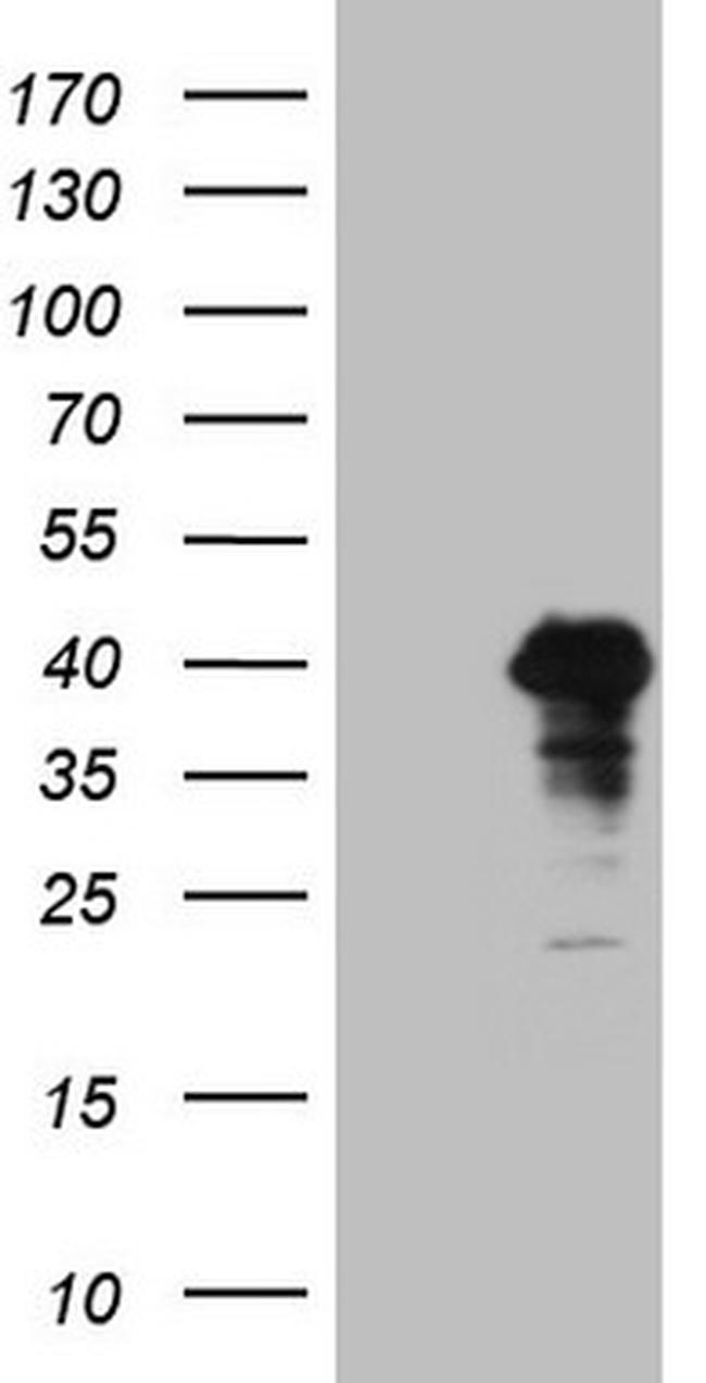 POU4F3 Antibody in Western Blot (WB)