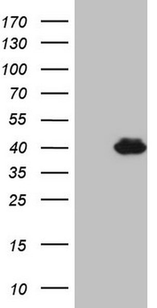 POU4F3 Antibody in Western Blot (WB)