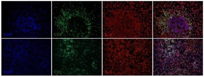 IL-6 Antibody in Immunohistochemistry (Frozen) (IHC (F))