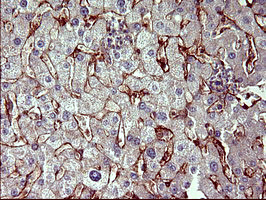 PPAP2A Antibody in Immunohistochemistry (Paraffin) (IHC (P))