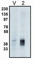 PPAP2C Antibody in Western Blot (WB)