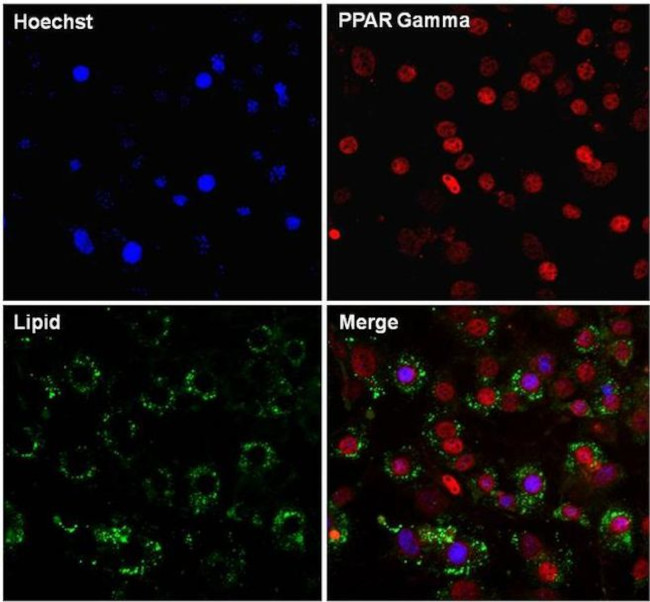 PPAR gamma-2 Antibody in Immunocytochemistry (ICC/IF)