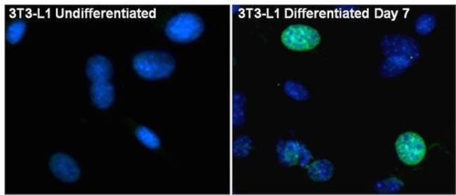 PPAR gamma-2 Antibody in Immunocytochemistry (ICC/IF)