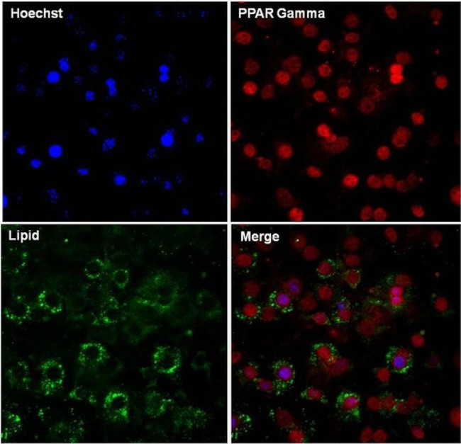 PPAR gamma Antibody in Immunocytochemistry (ICC/IF)