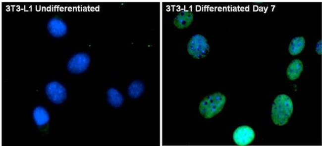 PPAR gamma Antibody in Immunocytochemistry (ICC/IF)