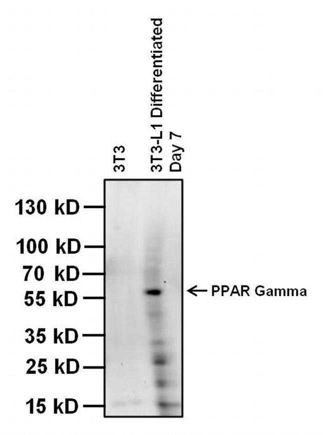 PPAR gamma Antibody in Western Blot (WB)