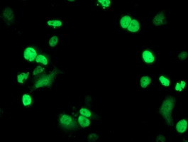 PPARA Antibody in Immunocytochemistry (ICC/IF)