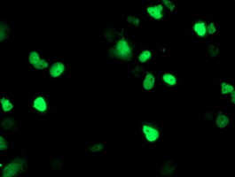 PPARA Antibody in Immunocytochemistry (ICC/IF)