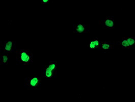 PPARA Antibody in Immunocytochemistry (ICC/IF)