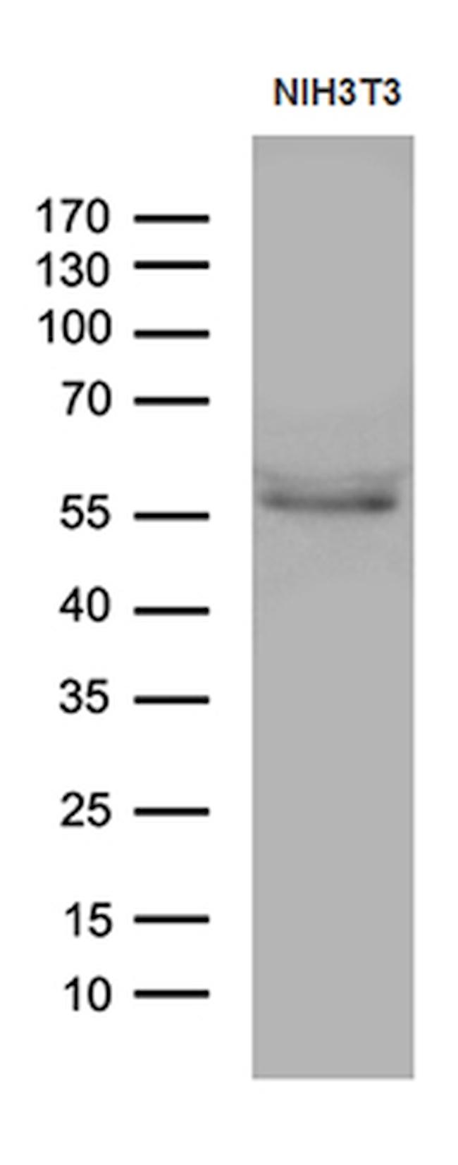 PPARD Antibody in Western Blot (WB)