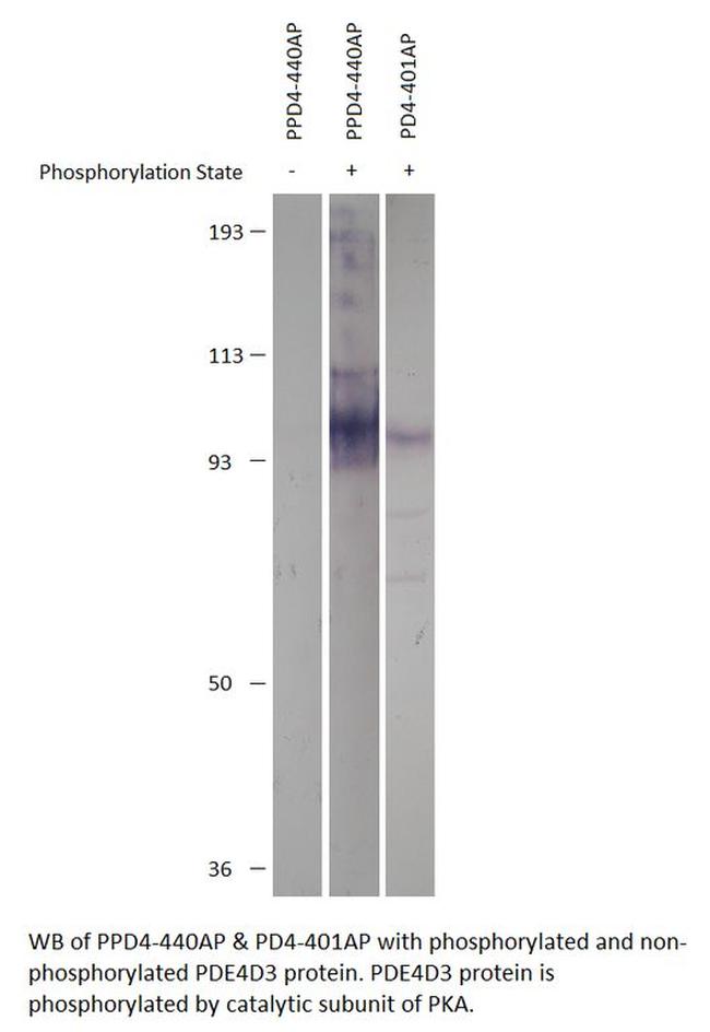 Phospho-PDE4D PKA site (Ser54) Antibody in Western Blot (WB)