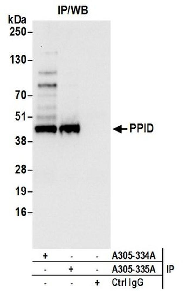 PPID Antibody in Western Blot (WB)