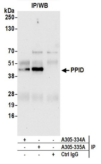 PPID Antibody in Immunoprecipitation (IP)