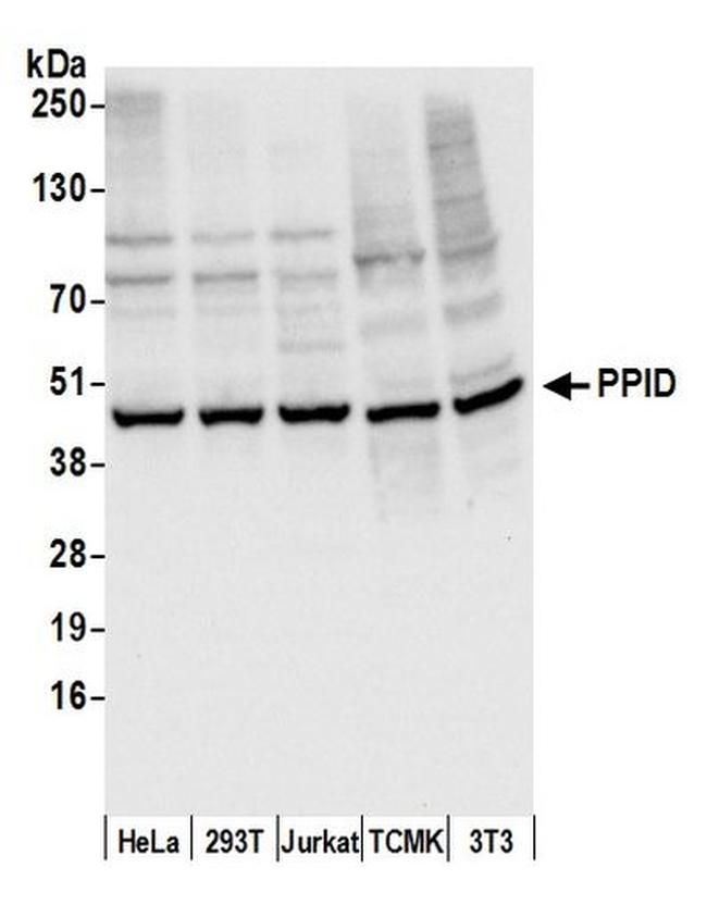PPID Antibody in Western Blot (WB)