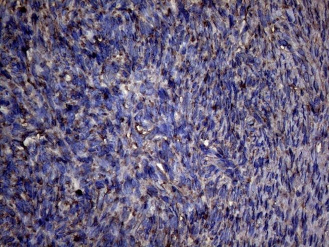 PPIF Antibody in Immunohistochemistry (Paraffin) (IHC (P))