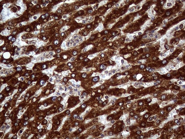 PPIF Antibody in Immunohistochemistry (Paraffin) (IHC (P))