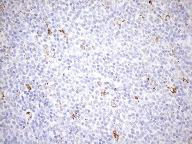 PPIF Antibody in Immunohistochemistry (Paraffin) (IHC (P))