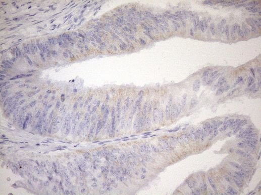 PPIF Antibody in Immunohistochemistry (Paraffin) (IHC (P))