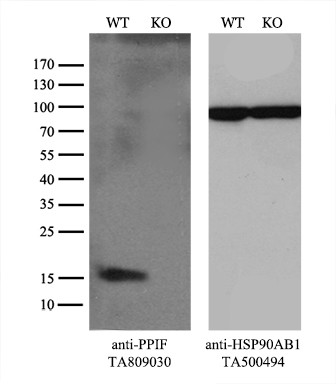 PPIF Antibody