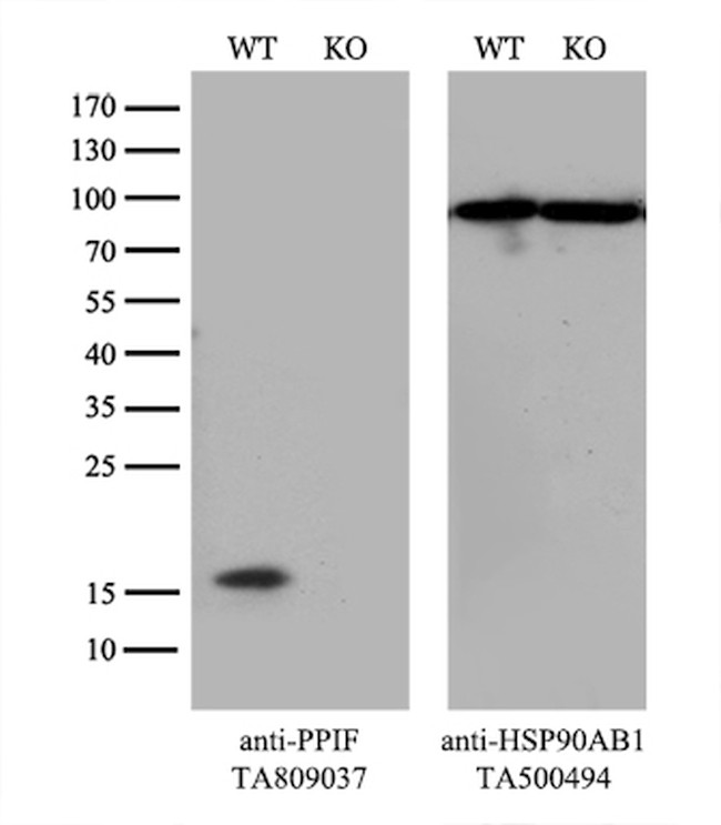 PPIF Antibody