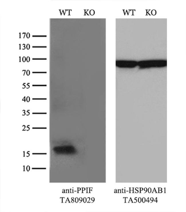 PPIF Antibody in Western Blot (WB)