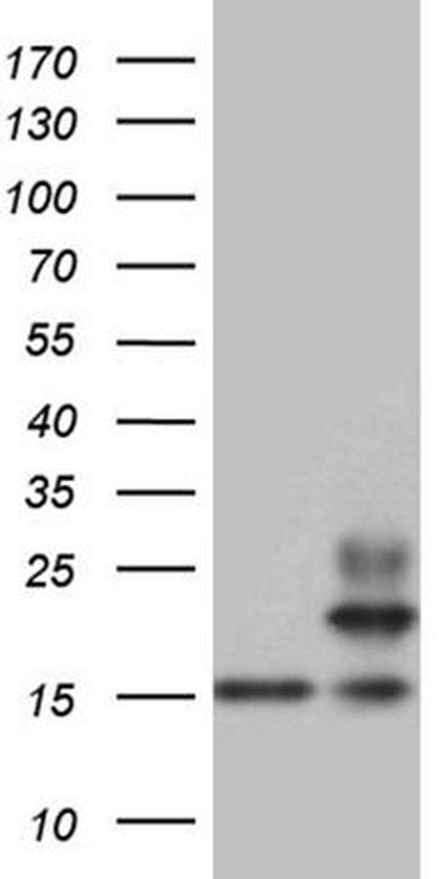 PPIF Antibody in Western Blot (WB)