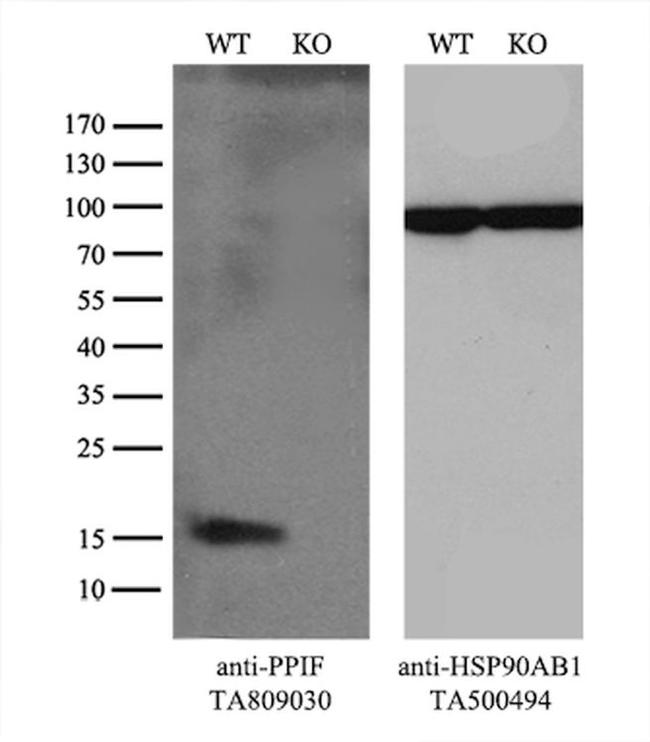 PPIF Antibody in Western Blot (WB)