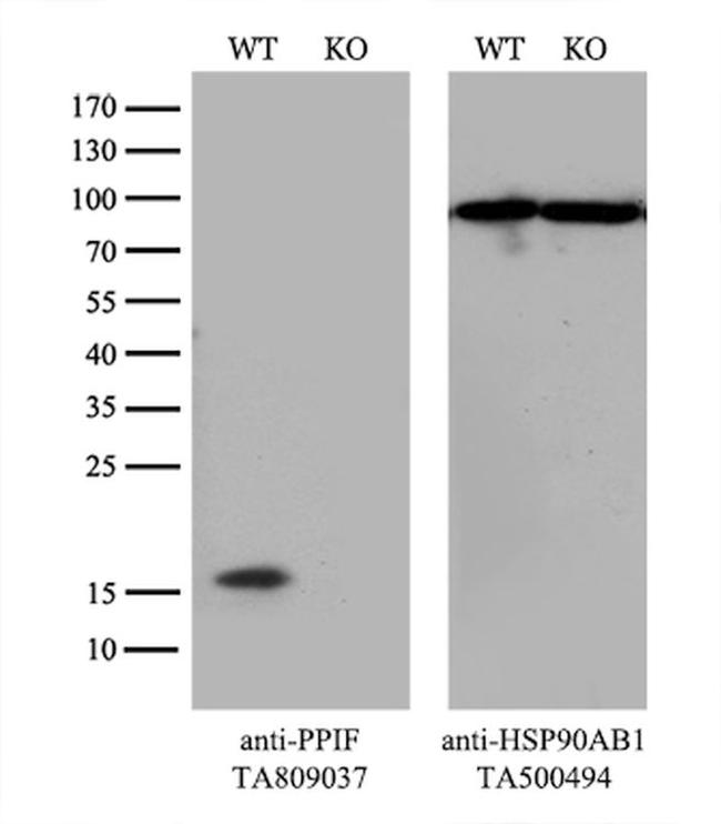 PPIF Antibody in Western Blot (WB)