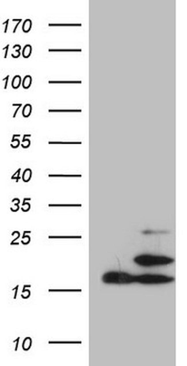 PPIF Antibody in Western Blot (WB)