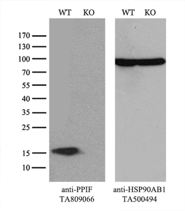 PPIF Antibody in Western Blot (WB)