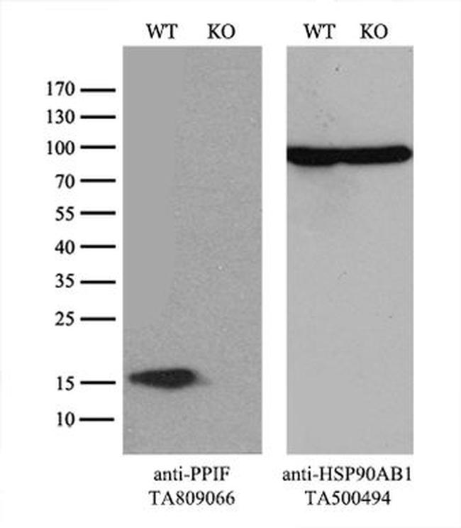 PPIF Antibody in Western Blot (WB)