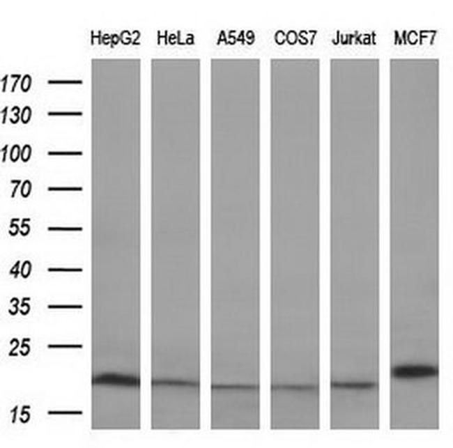 PPIF Antibody in Western Blot (WB)