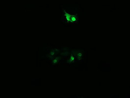 PPIL3 Antibody in Immunocytochemistry (ICC/IF)