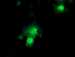 PPIL3 Antibody in Immunocytochemistry (ICC/IF)