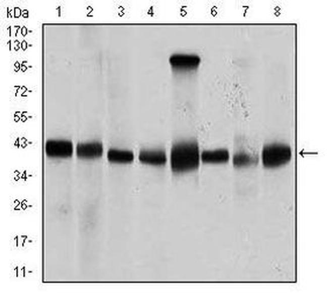 PPM1A Antibody in Western Blot (WB)