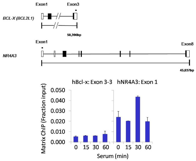 PPM1A Antibody in ChIP Assay (ChIP)