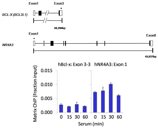 PPM1A Antibody in ChIP Assay (ChIP)