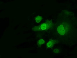 PPME1 Antibody in Immunocytochemistry (ICC/IF)