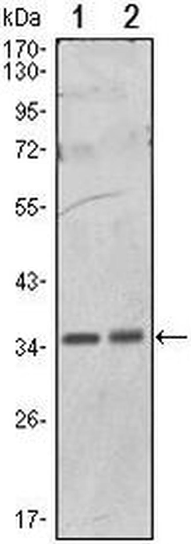 PP1 alpha Antibody in Western Blot (WB)